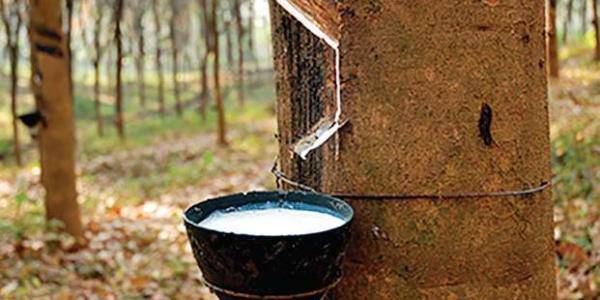 Natural Way of Manufacturing Rubber