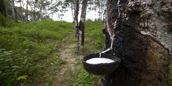Tapping Trees For Natural Rubber
