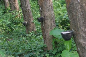 Tapping Trees For Rubber Preparation